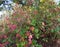 Pacific poison oak