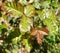 Pacific Poison Oak Plant Close Up Of Leaves For Plant ID High Quality