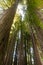 Pacific Redwoods