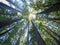 Pacific Redwoods in Big Basin, California