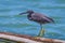 Pacific Reef Egret (Egretta sacra)