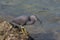 Pacific reef heron (dark morph) hunting for crabs among the rocks on the beach