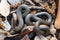 Pacific ring-necked snake