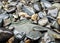 Pacific Sand Lance Fish on Shore in Seward, Alaska