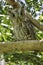 Pacific Screech Owl with big eyes