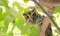 Pacific Screech owl in daytime on tree branch.