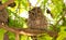 Pacific Screech owl in daytime on tree branch.