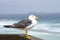 Pacific Sea Gull