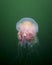 Pacific sea nettle