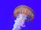 Pacific sea Nettle jellyfish in blue waters