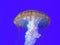 Pacific sea Nettle jellyfish in blue waters