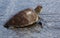 Pacific Sea Turtle - Galapagos Islands