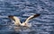 Pacific Seagul in Water
