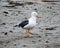 PACIFIC SEAGULL AT DRY ESTUARY