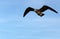 Pacific Seagull in FLight