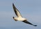 Pacific Seagull in Flight