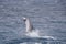 Pacific Spinner Dolphin Jumping