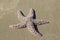 Pacific Starfish on the beach 1
