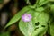 Pacific starflower Lysimachia latifolia blooming in the forests of Santa Cruz mountains, California