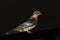 Pacific swallow bird portrait