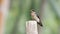 Pacific Swallow - Hirundo tahitica small passerine bird in the swallow family