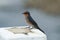 Pacific swallow perching on concrete pillar