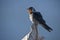 Pacific swallow standing on a boat, ThaÃ¯land.