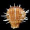 Pacific Thorny Oyster seashell