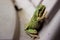 Pacific Tree Frog