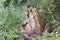 Pacific Tree Frog Closeup 2