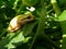 Pacific Tree Frog Resting on tomato leaf