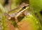 Pacific Tree Frog in a Trap