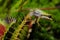 Pacific Tree Frog Trapped