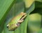 Pacific treefrog