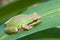 Pacific treefrog