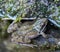 Pacific Treefrog at Henry Coe State Park, Santa Clara County, California, USA