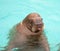 Pacific walrus with surprised expression