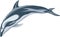 Pacific White Sided Dolphin Illustration