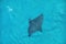 Pacific white-spotted eagle ray swimming under water