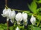 Pacific or Wild Bleeding Heart, Dicentra Formosa, flowers on stem with bokeh background, macro, selective focus