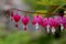 Pacific or Wild Bleeding Heart, Dicentra Formosa, flowers on stem with bokeh background, macro, selective focus, shallow DOF