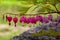 Pacific or Wild Bleeding Heart, Dicentra Formosa, flowers on stem with bokeh background, macro, selective focus, shallow DOF