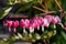 Pacific or Wild Bleeding Heart, Dicentra Formosa, flowers on stem with bokeh background, macro, selective focus, shallow DOF