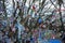 A pacifier tree is used to make it easier for a toddler to be weaned from the pacifier. Wuhlheide, 12459 Berlin, Germany