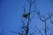 A pacifier tree is used to make it easier for a toddler to be weaned from the pacifier. Wuhlheide, 12459 Berlin, Germany