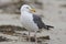Pacifische Mantelmeeuw, Western Gull, Larus occidentalis