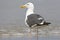 Pacifische Mantelmeeuw, Western Gull, Larus occidentalis