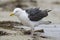 Pacifische Mantelmeeuw, Western Gull, Larus occidentalis