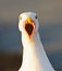 Pacifische Mantelmeeuw, Western Gull, Larus occidentalis