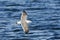 Pacifische Mantelmeeuw, Western Gull, Larus occidentalis